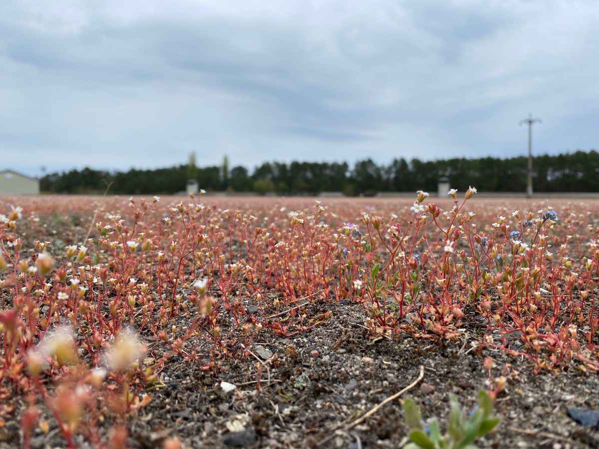 I fiori di&nbsp;Sachsenhausen